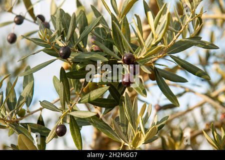 Close up of olive tree growing in Saint Catherine's Monastery in