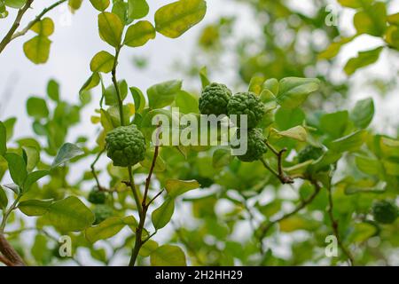 Marquesas Islands, Nuku Hiva, French Polynesia: kaffir lime (citrus hystrix) on a tree Stock Photo