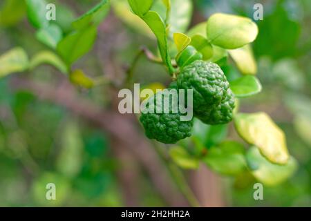 Marquesas Islands, Nuku Hiva, French Polynesia: kaffir lime (citrus hystrix) on a tree Stock Photo