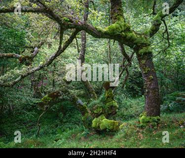 Thick layers of bright green moss cover the bark of aged oaks in the humid forests of Xistral Abadin Galicia Stock Photo