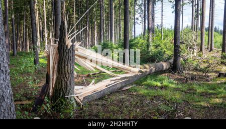 one tree trunk broken by strong winds and fallen to the ground Stock Photo
