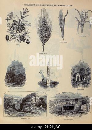 Gallery of Scripture Illustrations of plants and crops from ' The Doré family Bible ' containing the Old and New Testaments, The Apocrypha Embellished with Fine Full-Page Engravings, Illustrations and the Dore Bible Gallery. Published in Philadelphia by William T. Amies in 1883 Stock Photo