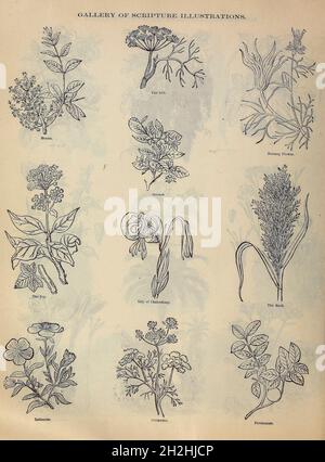 Gallery of Scripture Illustrations of plants and crops from ' The Doré family Bible ' containing the Old and New Testaments, The Apocrypha Embellished with Fine Full-Page Engravings, Illustrations and the Dore Bible Gallery. Published in Philadelphia by William T. Amies in 1883 Stock Photo