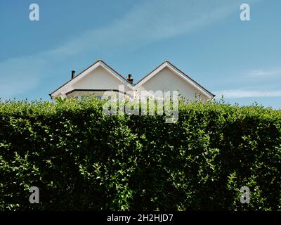 A typical M Shaped / Double Pitched / Double Gabled Roof suburban house architecture half hidden property behind a high green garden hedge & blue sky. Stock Photo