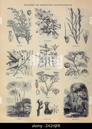 Gallery of Scripture Illustrations of plants and crops from ' The Doré family Bible ' containing the Old and New Testaments, The Apocrypha Embellished with Fine Full-Page Engravings, Illustrations and the Dore Bible Gallery. Published in Philadelphia by William T. Amies in 1883 Stock Photo