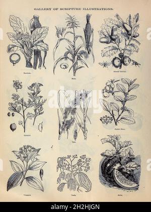 Gallery of Scripture Illustrations of plants and crops from ' The Doré family Bible ' containing the Old and New Testaments, The Apocrypha Embellished with Fine Full-Page Engravings, Illustrations and the Dore Bible Gallery. Published in Philadelphia by William T. Amies in 1883 Stock Photo