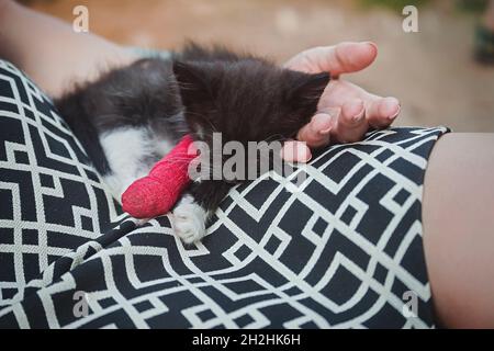 Kitten with injured leg in red plaster cast sleeping on woman's hand Stock Photo