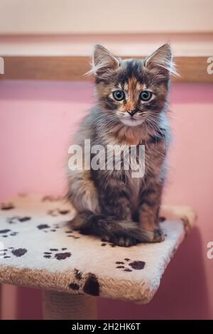 Portrait of cute tabby kitten sitting on the top of a cat scratcher Stock Photo