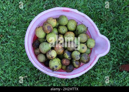 A Pink Bucket Filled with Black Walnut Fruits in Autumn Stock Photo