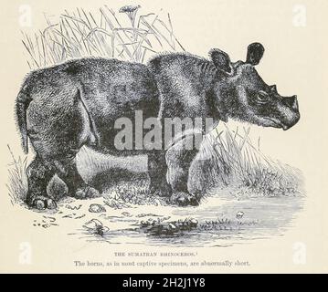Sumatran rhinoceros, also known as the hairy rhinoceros or Asian two-horned rhinoceros (Dicerorhinus sumatrensis), From the book ' Royal Natural History ' Volume 2 Edited by Richard Lydekker, Published in London by Frederick Warne & Co in 1893-1894 Stock Photo