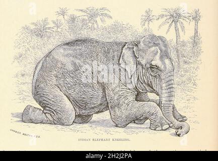 Vintage engraving of Nature, Mammals, Elephants. Pictorial Museum