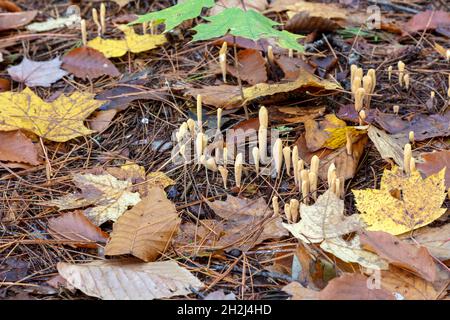 Giant Club Fungus (Clavariadelphus pistillaris), Deadman's fingers, climax forest floor, Fall, E USA, by James D Coppinger/Dembinsky Photo Assoc Stock Photo