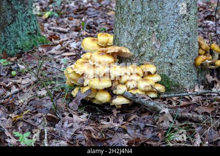 Honey Mushrooms, Stumpy mushrooms (Armillaria), Autumn, E USA, by James D Coppinger/Dembinsky Photo Assoc Stock Photo