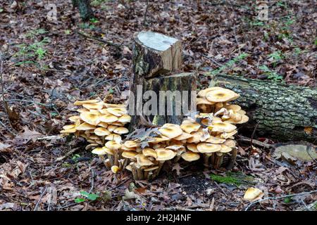 Honey Mushrooms, Stumpy mushrooms (Armillaria), Autumn, E USA, by James D Coppinger/Dembinsky Photo Assoc Stock Photo