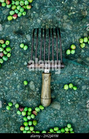 a comb-like tool used to collect the arbequina olives in Catalonia, Spain, next to some freshly collected olives on a net Stock Photo