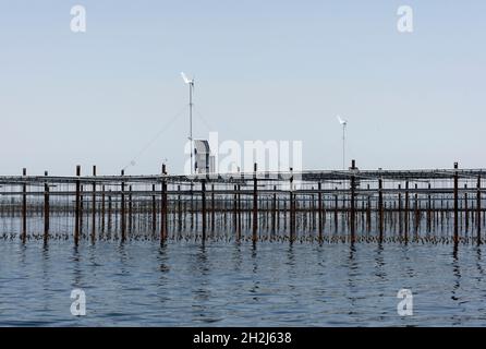 Marseillan (southern France): Bouzigues oyster beds in the pond “etang de Thau” Stock Photo