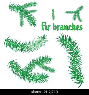 Set of fir branches on a white background, vector illustration Stock Vector