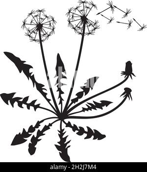 Dandelion plant and seeds vector illustration Stock Vector