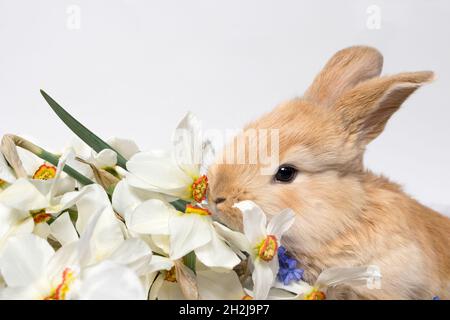 A small pet rabbit and a bouquet of flowers from daffodils on a white background with space for text Stock Photo