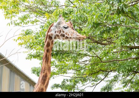 Giraffe at Paignton Zoo, Devon, England, United Kingdom. Stock Photo