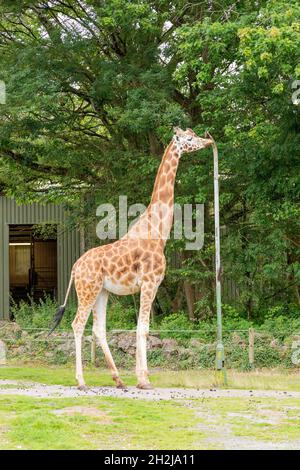 Giraffe at Paignton Zoo, Devon, England, United Kingdom. Stock Photo