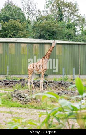 Giraffe at Paignton Zoo, Devon, England, United Kingdom. Stock Photo