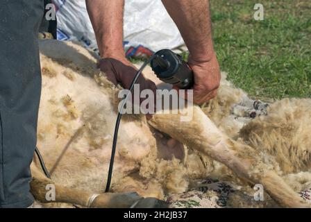 man shearing  a sheep with electric clippers Stock Photo