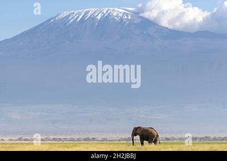 African elephant, Loxodonta africana, walks across the grassland of Amboseli National park, Kenya. A snow covered Mount Kilimajaro can be seen in the Stock Photo