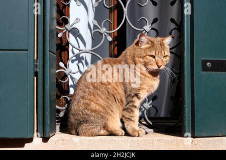 Orange ginger tabby cat sitting on stone windowsill. Historic window with dark green, tile wooden window boards in Guidecca, Venice. Stock Photo