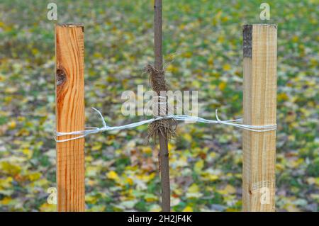 How to Plant a Tree Correctly with Two Stakes. Planting Trees in Autumn. If your tree is still a sapling, use a stake to help it grow for about the fi Stock Photo