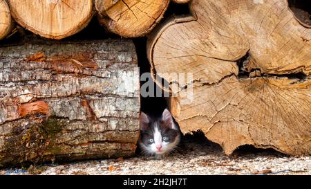 Kitten (Felis Catus) hiding in a pile of wood Stock Photo
