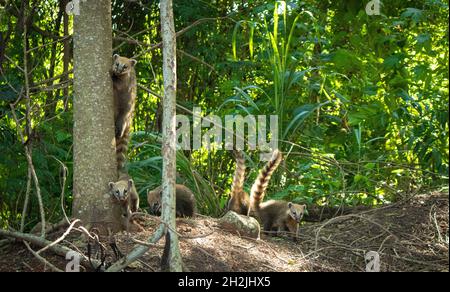 Racoon family taked by a photo in Park Arthur Thomas in Londrina ...