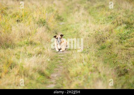 Portrait of a mongrel Malinois x Spanish mastiff in reclining posing in focus with half standing ears between long grass Stock Photo