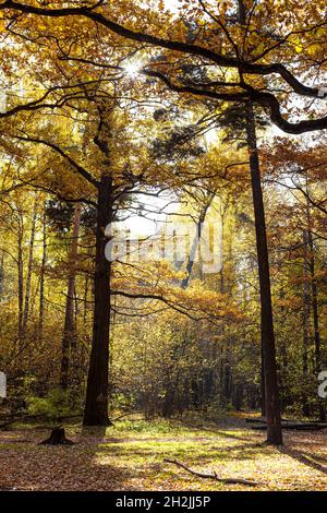 yellowing oak trees on meadow in sunlit forest on city park on sunny autumn day Stock Photo