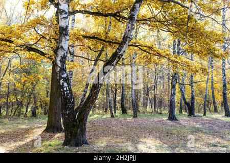 old birch tree and oak branches with yellow leaves at meadow on background in autumn forest of city park on sunny autumn day Stock Photo