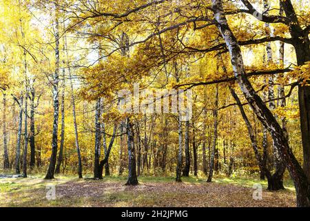 oak tree branch with yellow leaves and birch grove at meadow on background in autumn forest of city park on sunny autumn day Stock Photo