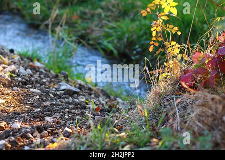 Small river flowing beside some beautiful bushes Stock Photo