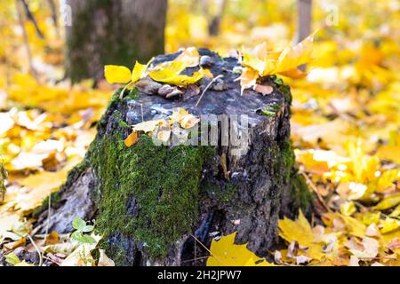 old mossy tree stump at meadow covered with fallen yellow maple leaves in autumn forest of city park on sunny autumn day Stock Photo