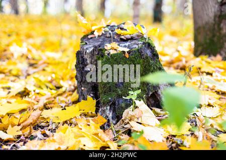 old mossy tree stump in clearing covered with fallen yellow maple leaves in autumn forest of city park on sunny autumn day Stock Photo