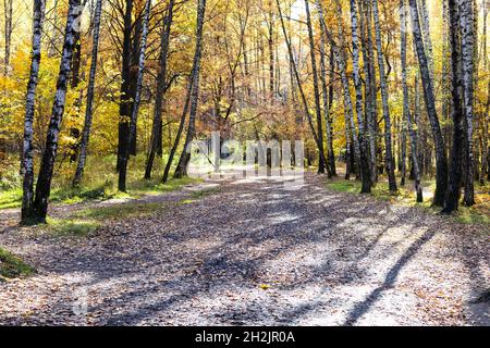 road covered with fallen leaves illuminated by sun in forest of city park on sunny autumn day Stock Photo