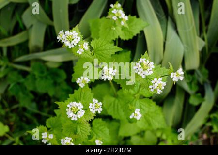Delicate small white flowers of Lunaria rediviva plant, commonly known as perennial honesty in a sunny spring garden, beautiful outdoor floral backgro Stock Photo