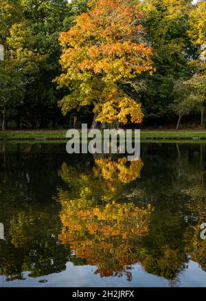 Gosford Estate, East Lothian, Scotland, United Kingdom, 22nd October 2021. UK Weather: Autumn colours: sunshine lights up reflections of the Autumnal trees on the artificial lake in the estate Stock Photo