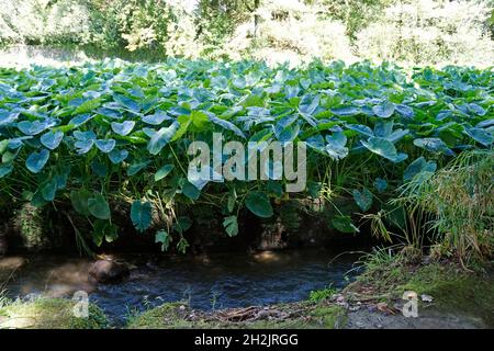 rich green nature on the azores island sao miguel Stock Photo