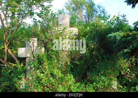 Three stone crosses on graves overgrown by grass and trees, in a disused graveyard. Stock Photo