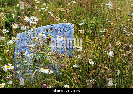 An old granite headstone in a disused cemetery, overgrown by grass and wildflowers. Stock Photo