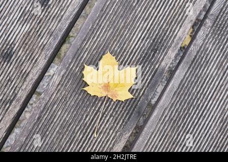 Yellow alone maple leaf on striped gray wooden textured outdoor bench. Autumn composition. Stock Photo