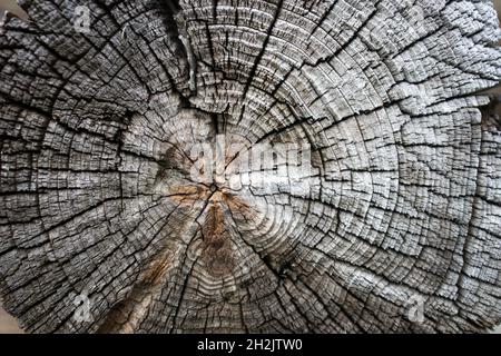 Background with wooden round logs two hundred years ago in Kizhi Stock Photo