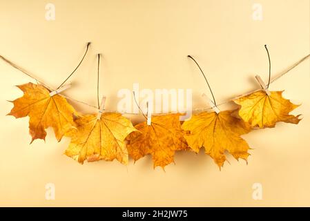 Clothespins on a rope hold dry maple leaves against a beige background, copy space. Stock Photo