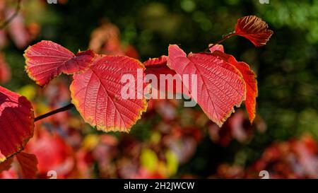 Herbstimpressionen, Autumn im Park, Oktober in Hannover, Wetter, rote Lindenblätter (red linde tree) in der Sonne, Stöcken Stock Photo