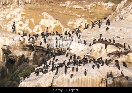 Tourists walk the coastal trail past California Sea Lions and Cormorants sun bathing on the rocks at Goldfish Point in La Jolla Cove June 15, 2021 in La Jolla, California. Stock Photo